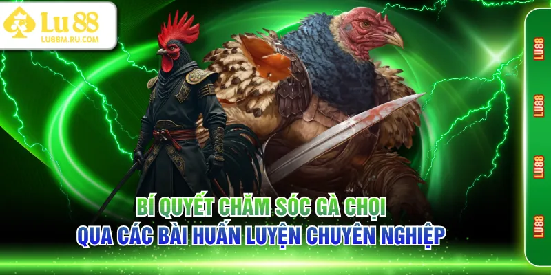 Bí quyết chăm sóc gà chọi qua các bài huấn luyện chuyên nghiệp