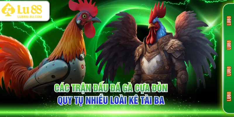 Cách thức thi đấu đá gà cựa tròn