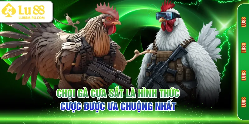Chọi gà cựa sắt là hình thức cược được ưa chuộng nhất