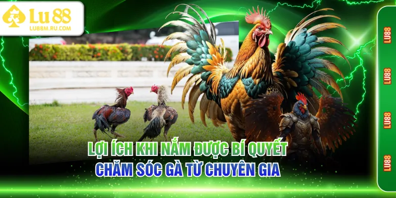 Lợi ích khi nắm được bí quyết chăm sóc gà từ chuyên gia
