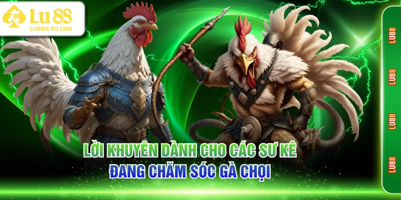 Lời khuyên dành cho các sư kê đang chăm sóc gà chọi