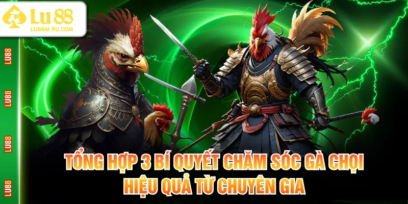 Bí quyết chăm sóc gà chọi