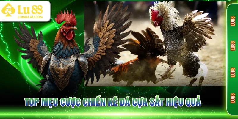 Top mẹo cược chiến kê đá cựa sắt hiệu quả